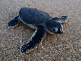 Foto: Oman: the Native Shore of Turtles